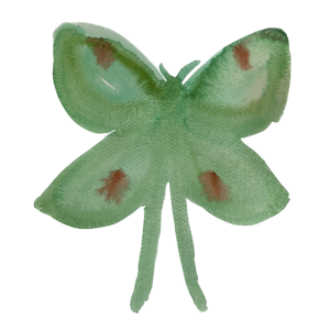 Willa Van Nostrand - Luna Moth gouache on paper 9"x12" 2023